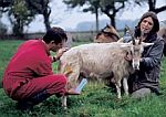 Diagnostika březosti koz, porodní pomůcky pro kozy