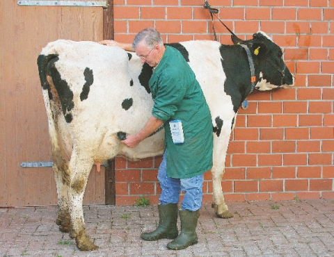 diagnostika březosti krav