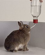 Napáječky pro králíky a napájecí láhve pro králíky, morčata a drobné hlodavce