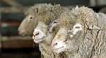 Potřeby pro ovčíny a salaše