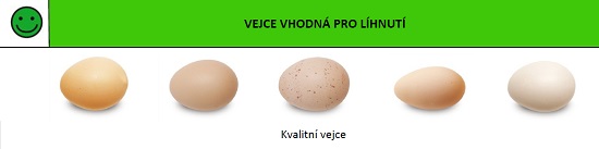 Jak vybrat vejce na líhnutí - Vejce vhodná pro líhnutí kuřat